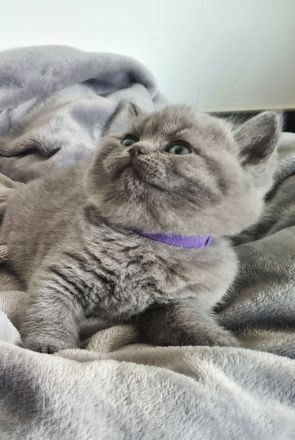 BKH Kitten. BRITISCH KURZHAAR KATZEN