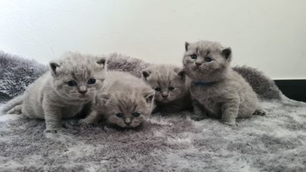 BKH Kitten. BRITISCH KURZHAAR KATZEN