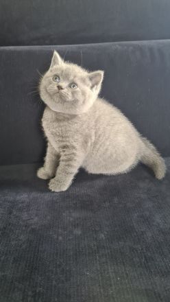 BKH Kitten. BRITISCH KURZHAAR KATZEN