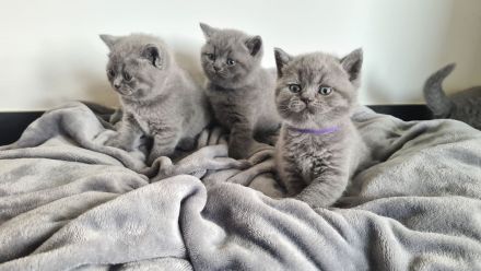 BKH Kitten. BRITISCH KURZHAAR KATZEN