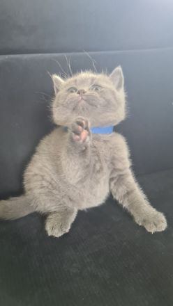 BKH Kitten. BRITISCH KURZHAAR KATZEN