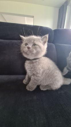BKH Kitten. BRITISCH KURZHAAR KATZEN