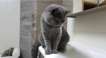 BKH Kitten. BRITISCH KURZHAAR KATZEN