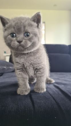 BKH Kitten. BRITISCH KURZHAAR KATZEN