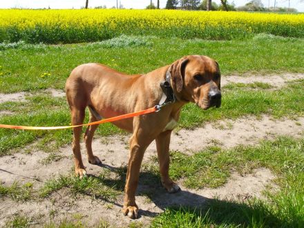 Reinrassig Rhodesian Ridgeback ein Rüde und eine Hündin suchen neues Zuhause