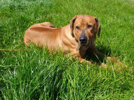 Reinrassig Rhodesian Ridgeback ein Rüde und eine Hündin suchen neues Zuhause