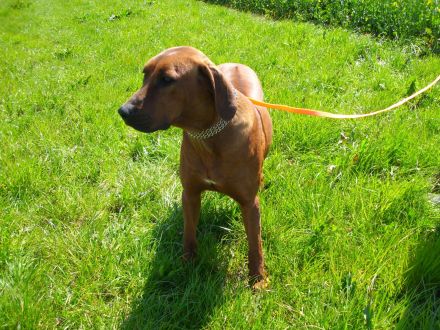 Reinrassig Rhodesian Ridgeback ein Rüde und eine Hündin suchen neues Zuhause