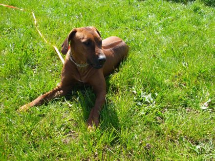 Reinrassig Rhodesian Ridgeback ein Rüde und eine Hündin suchen neues Zuhause