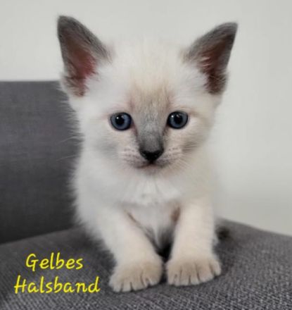 Siam Kitten