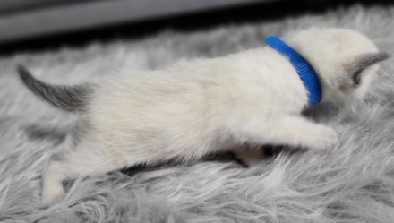 Siam Kitten