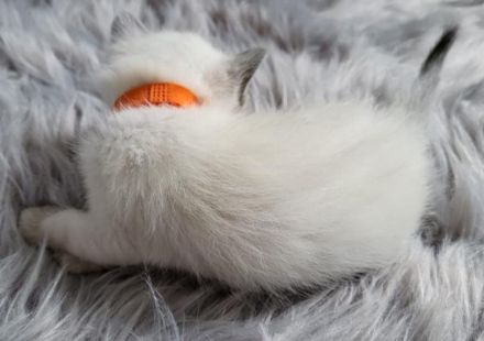Siam Kitten