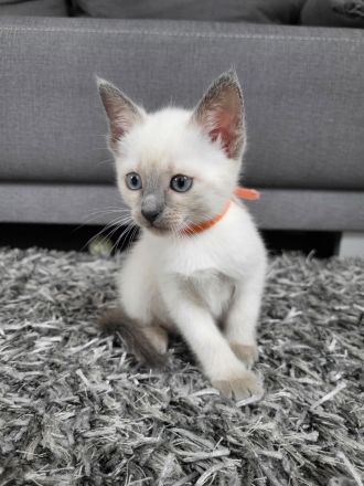 Siam Kitten