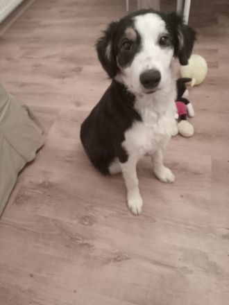 Border-collie welpen