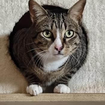 Miau