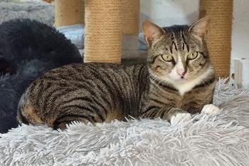 Miau