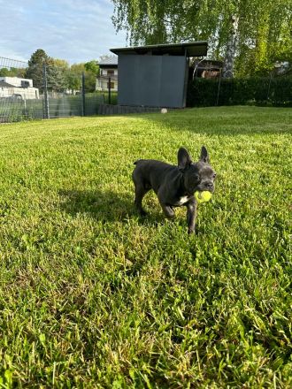 Französische Bulldogge Welpe