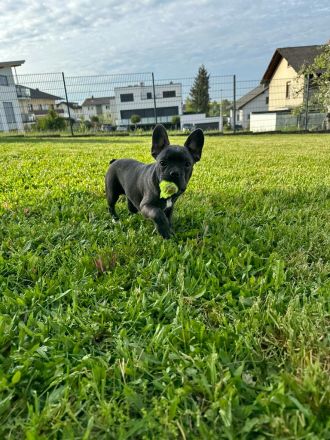 Französische Bulldogge Welpe