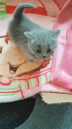 BKH Kitten