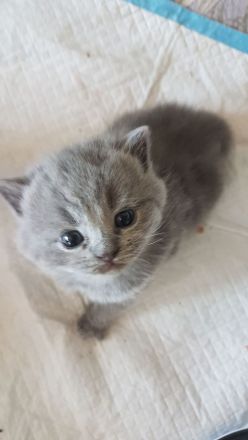 BKH Kitten