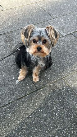 Yorkshire Terrier Deckrüde