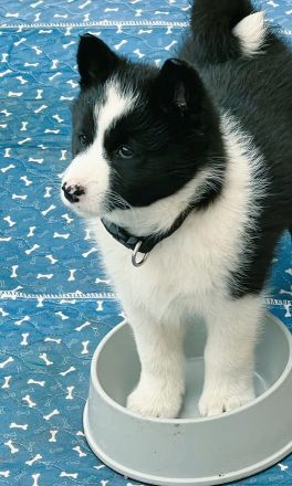 Russland - Europäische Laika, Welpen