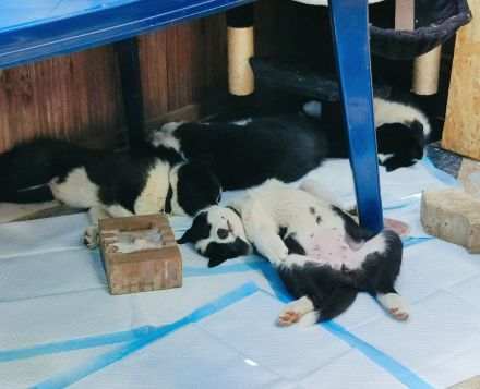 Russland - Europäische Laika, Welpen