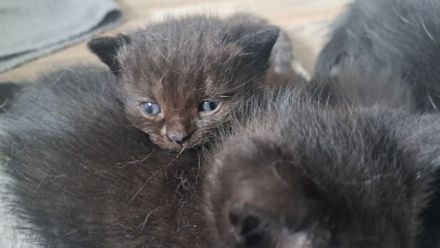 Liebevolles Zu Hause gesucht 🩷