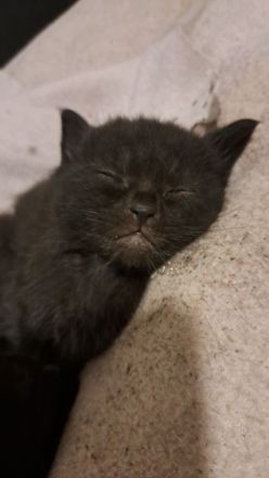 Liebevolles Zu Hause gesucht 🩷