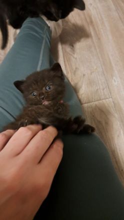 Liebevolles Zu Hause gesucht 🩷