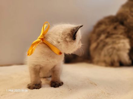 Wunderschöne Perserbabys suchen dich! --> Mama "D".