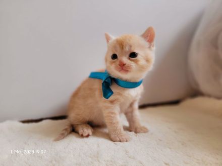 Wunderschöne Perserbabys suchen dich! --> Mama "D".