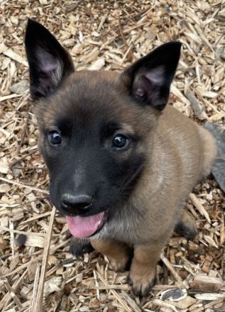 Belgischer Schäferhund / Malinois-Welpen bester Abstammung