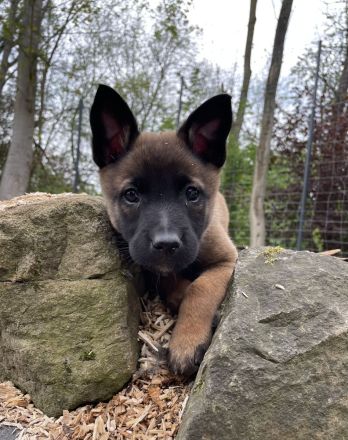 Belgischer Schäferhund / Malinois-Welpen bester Abstammung
