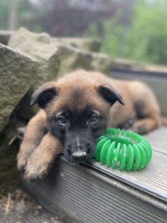 Belgischer Schäferhund / Malinois-Welpen bester Abstammung