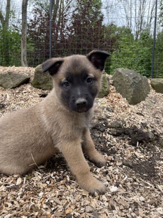 Belgischer Schäferhund / Malinois-Welpen bester Abstammung