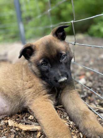 Belgischer Schäferhund / Malinois-Welpen bester Abstammung