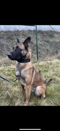 Belgischer Schäferhund / Malinois-Welpen bester Abstammung