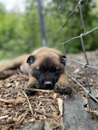 Belgischer Schäferhund / Malinois-Welpen bester Abstammung