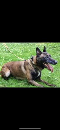 Belgischer Schäferhund / Malinois-Welpen bester Abstammung