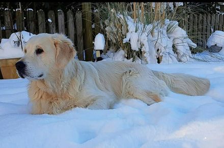 Wunderschöner Golden Retriever Deckrüde mit Ahnentafel und top Gesundheitswerten