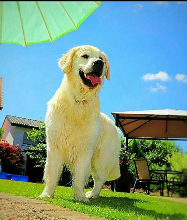 Wunderschöner Golden Retriever Deckrüde mit Ahnentafel und top Gesundheitswerten