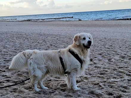 Wunderschöner Golden Retriever Deckrüde mit Ahnentafel und top Gesundheitswerten