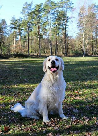 Wunderschöner Golden Retriever Deckrüde mit Ahnentafel und top Gesundheitswerten