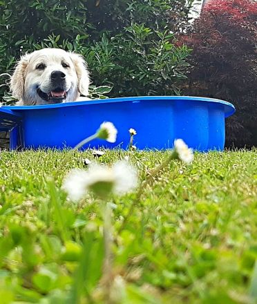 Wunderschöner Golden Retriever Deckrüde mit Ahnentafel und top Gesundheitswerten