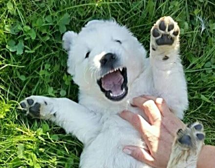 Wunderschöner Golden Retriever Deckrüde mit Ahnentafel und top Gesundheitswerten