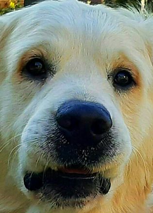 Wunderschöner Golden Retriever Deckrüde mit Ahnentafel und top Gesundheitswerten