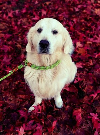Wunderschöner Golden Retriever Deckrüde mit Ahnentafel und top Gesundheitswerten
