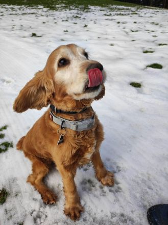 Cocker Spaniel sucht Hundedame