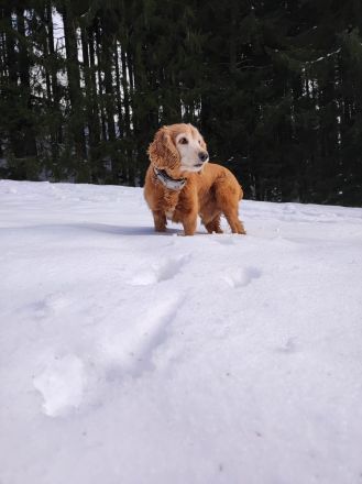Cocker Spaniel sucht Hundedame