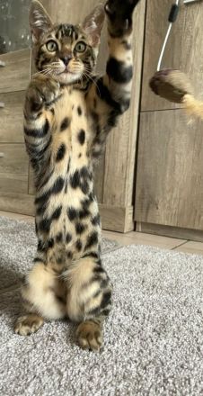 Bengalische Kätzchen mit Stammbaum zu verkaufen.